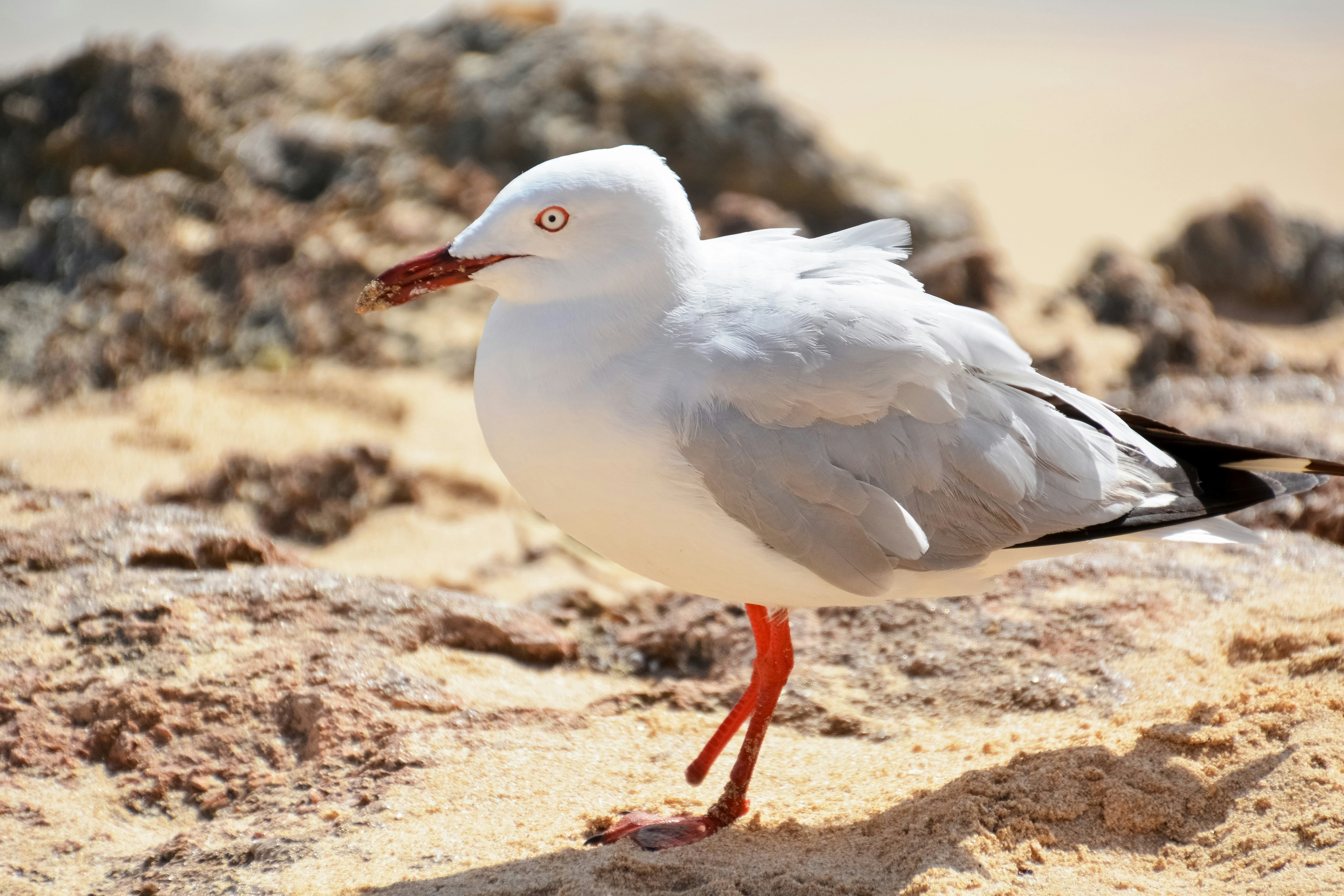 white and gray bird on brown sand during daytime